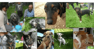 Ζωοφιλική ένωση Ηλιούπολης 200 αδέσποτοι σκύλοι και γάτες κάθε χρόνο βρίσκουν τη θαλπωρή και την ελπίδα χάρη στη ΖΕΗ | YouBeHero