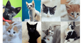 Ζωοφιλική ένωση Ηλιούπολης έχει στόχο να βοηθήσει πολλούς σκύλους και γάτες στο Δήμο Ηλιούπολης ώστε να βρουν τη φροντίδα, την προσοχή και την αγάπη από τους ανθρώπους  | YouBeHero