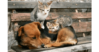 Ζωοφιλική ένωση Ηλιούπολης ένας καφέ μαύρος σκύλος ξαπλωμένος πάνω σε παγκάκι και 2 γάτες από πάνω του  | YouBeHero