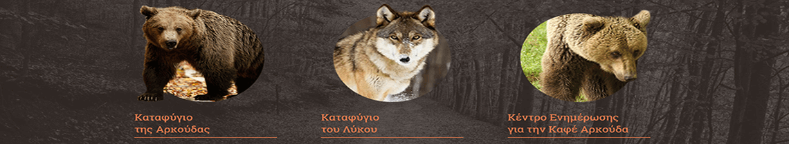 Μεγάλη Καφέ Αρκούδα