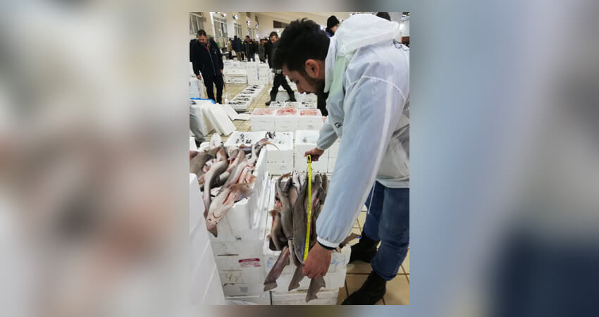 isea.com.gr εθελοντές κατάδυση σε λιμάνι έβγαλαν σκουπίδια από θάλασσα, ξενικά είδη σαλάχι | YouBeHero