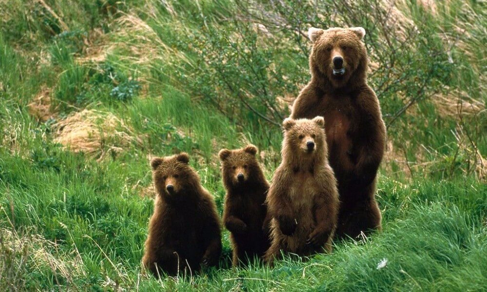 οικογένεια από αρκούδες στην φύση πράσινο arktouros | Youbehero