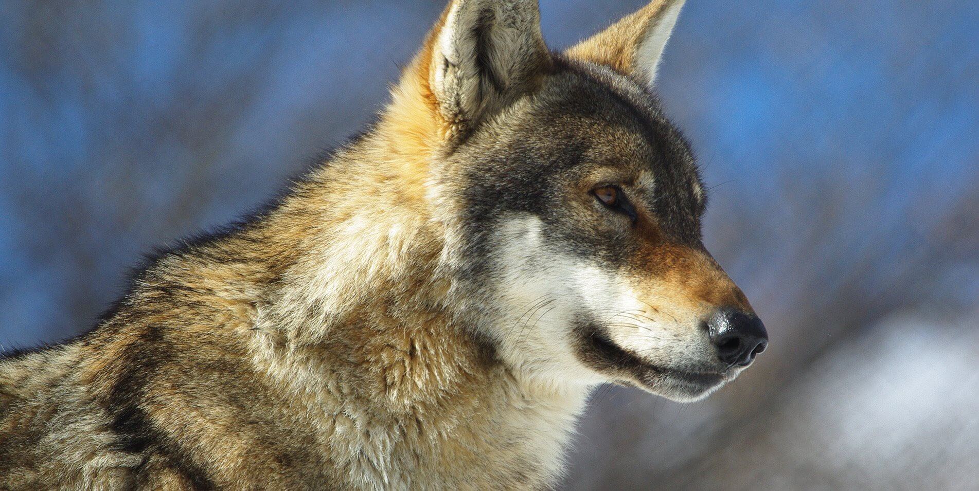 λύκος στην φύση υπό προστασία arktouros | youbehero